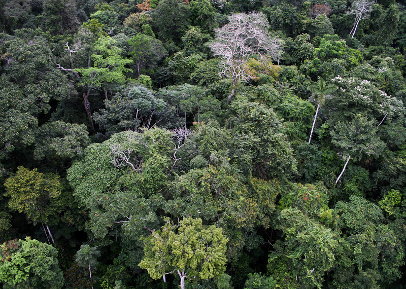 Canopy of the tropical rainforest from above, Los Amigos Biological Station, Peru. Photo © Jonathan Myers.